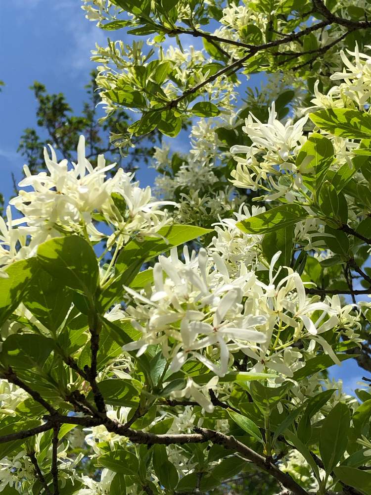 ヒトツバタゴの投稿画像 By ちょこ さん ナンジャモンジャと公園と白い花と木に咲く花と花が咲く木 月4月23日 Greensnap グリーンスナップ