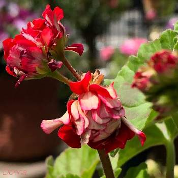 ゼラニウム ガーネットの投稿画像一覧 Greensnap グリーンスナップ