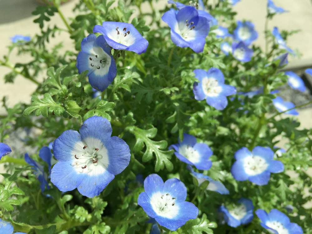 ネモフィラの投稿画像 By Akkaさん 春のお花と青い花と小さい花と花のある暮らしとかわいいな と春のお花と青い花と小さい花と花のある暮らしとかわいいな 月4月23日 Greensnap グリーンスナップ Greensnap グリーンスナップ