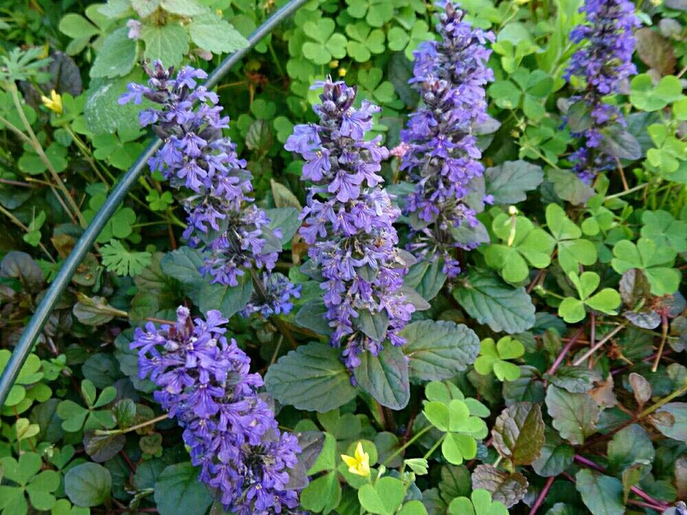 アジュガの投稿画像 By Tokisanさん 月4月23日 Greensnap グリーンスナップ