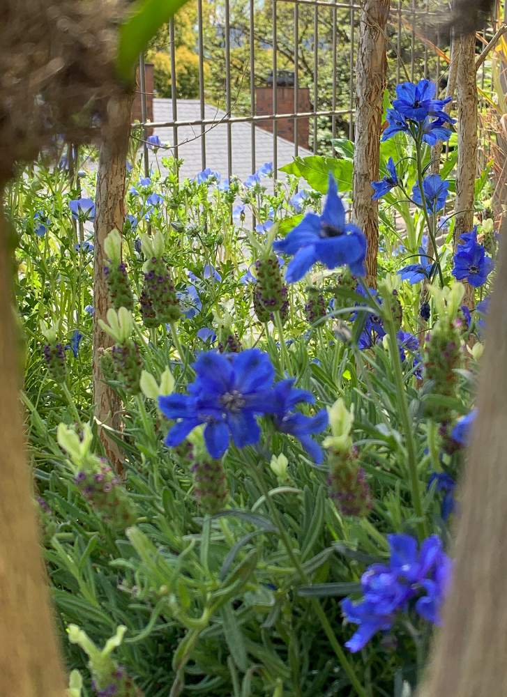 デルフィニウム ミントブルーの投稿画像 By くりさん 青い花と花のある暮らしとおうち園芸と デルフィニウム 月4月23日 Greensnap グリーンスナップ