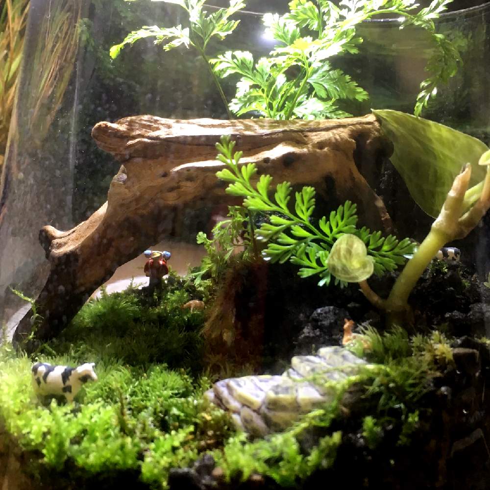 苔庭の投稿画像 By まなさん おうち園芸と おうち園芸 フォトコンテストと緑のある暮らしと苔 こけ とガーデニングと苔テラリウム 月4月23日 Greensnap グリーンスナップ