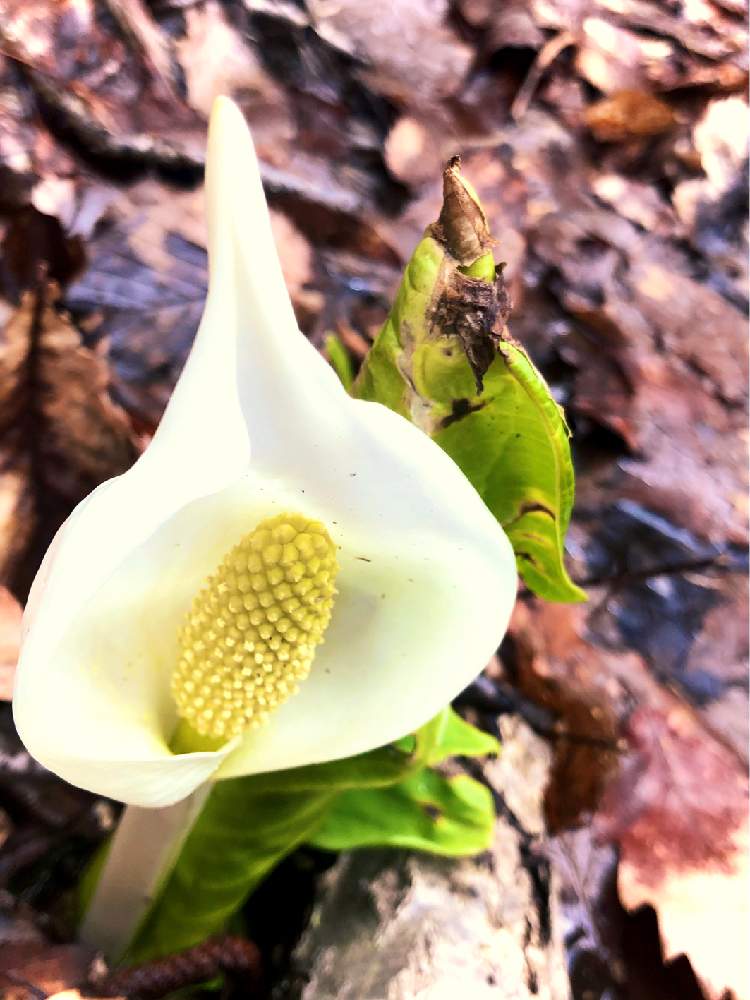 水芭蕉の投稿画像 By 和桜椛さん 公園と水辺植物 月4月23日 Greensnap グリーンスナップ