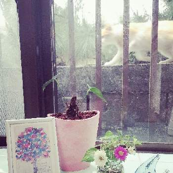ノラ猫の画像 by Senlenaさん | 窓辺と花のある暮らしとノラ猫と新しい鉢とおうち園芸