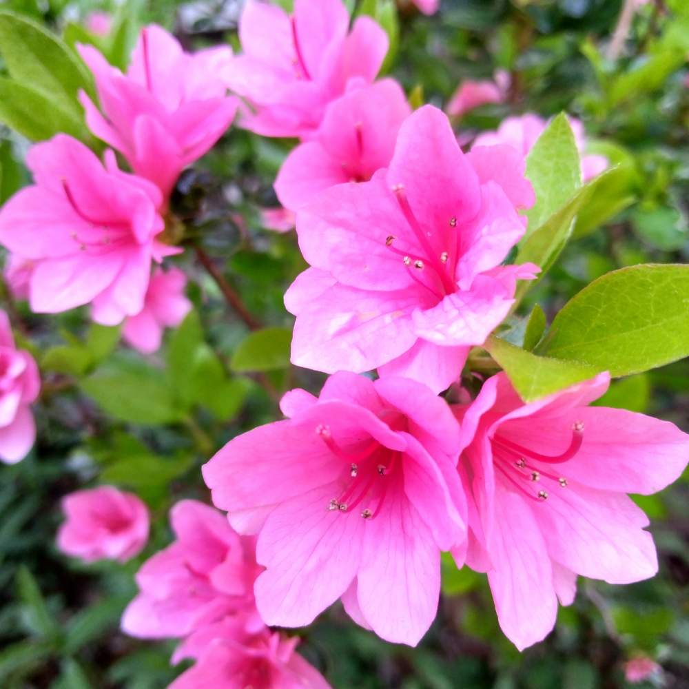 ツツジの投稿画像 By ミキさん つつじと春のお花とピンクの花と庭木の花とガーデニングと地植え 月4月23日 Greensnap グリーンスナップ