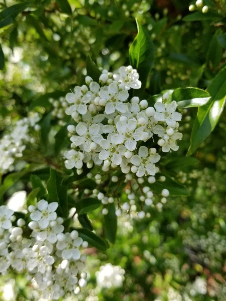 トキワサンザシの投稿画像 By Ocarina0905さん ピラカンサと野の花と春のお花とスマホ撮影と野草と樹木と山野草と公園と花のある暮らしと白い花とチーム福岡 月4月23日 Greensnap グリーンスナップ