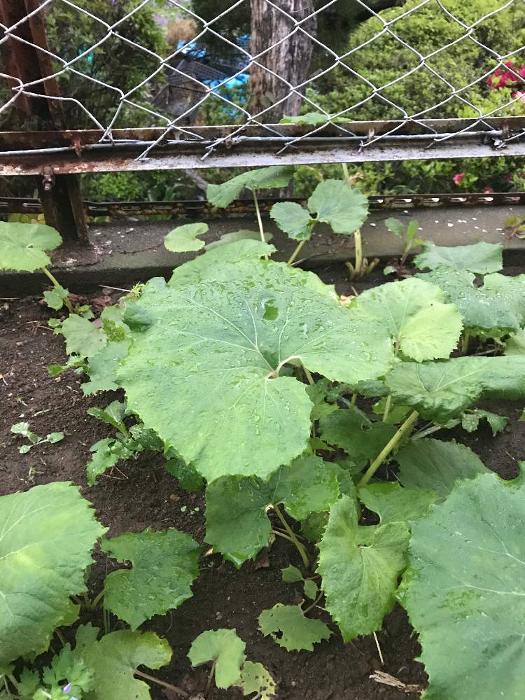 かなやわさんの投稿画像 2020月4月23日 Greensnap グリーンスナップ