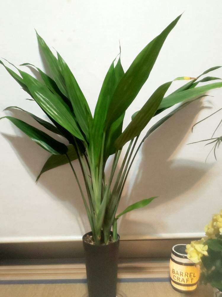 ストレリチアの投稿画像 By なおぞさん ドラセナとドラセナ タリオイデスとドラセナ サリオイデスと観葉植物とカッコいい と南国とはっぱとgs映えとおうち園芸とガーデニングとヤシと花のある暮らしと新生活を彩る観葉植物フォトコンと男前とインテリアグリーンとグリーン