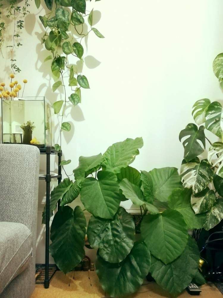 ウンベラータの投稿画像 By ジャングルeさん 観葉植物と成長記録と冬越しと剪定 月4月23日 Greensnap グリーンスナップ
