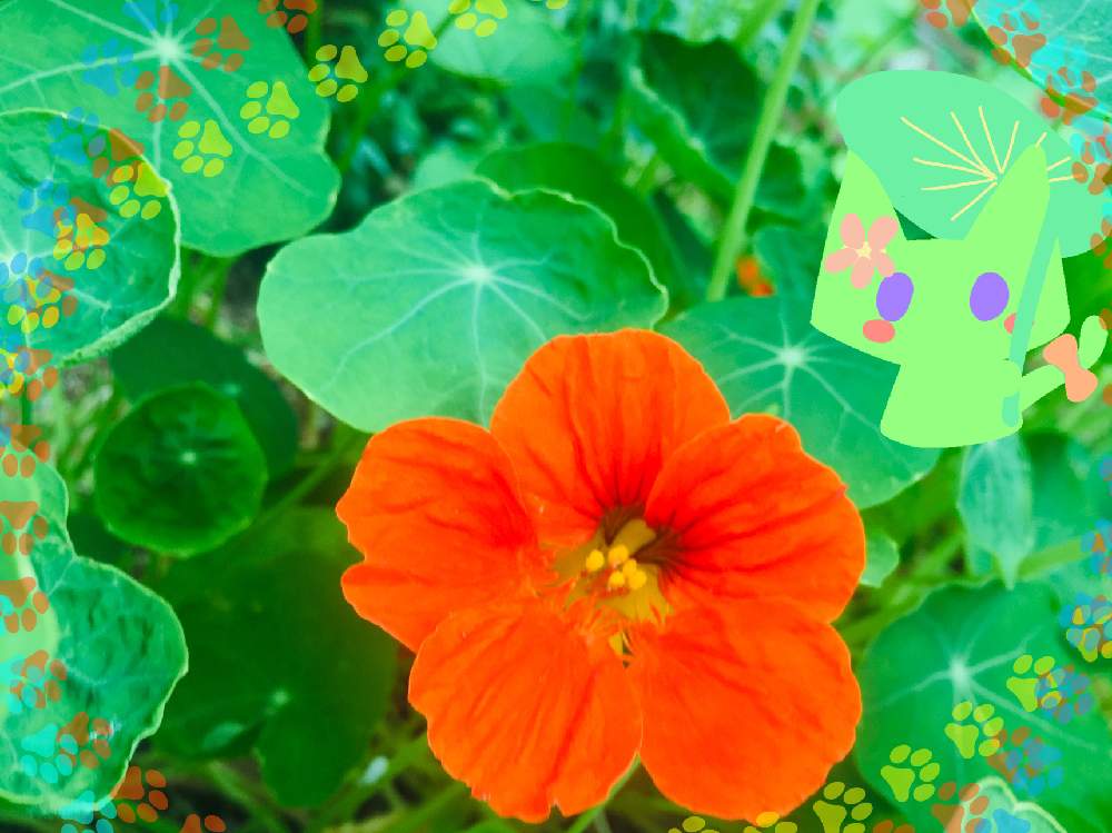 キンレンカの投稿画像 By みんそら さん キンレンカ ナスタチューム と キンレンカと再投稿とイラストとgs映えと今日のお花とミントちゃん とiphone撮影 月4月23日 Greensnap グリーンスナップ