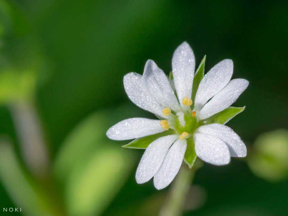 ハコベなどナデシコ科の小さな花たち Greensnap グリーンスナップ ハコベなどナデシコ科の小さな花たち Greensnap グリーンスナップ