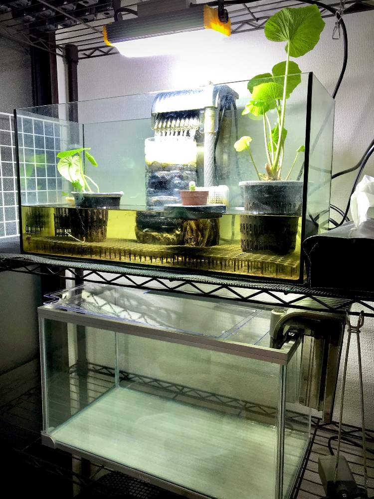 ワサビの投稿画像 By たし 根っこで水耕栽培さん おうちde菜園フォトコンと実験中と自動給水と植物のある暮らしとledライトと刺激を求めてと水槽栽培 と工作と水耕栽培と基本放置と好きなんだから 仕方ない と家庭菜園奮闘日記 月4月23日 Greensnap グリーン