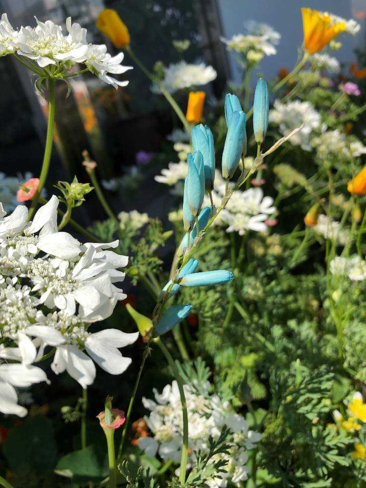 美しい水色の花 I Viridiflora開花まとめ Greensnap グリーンスナップ