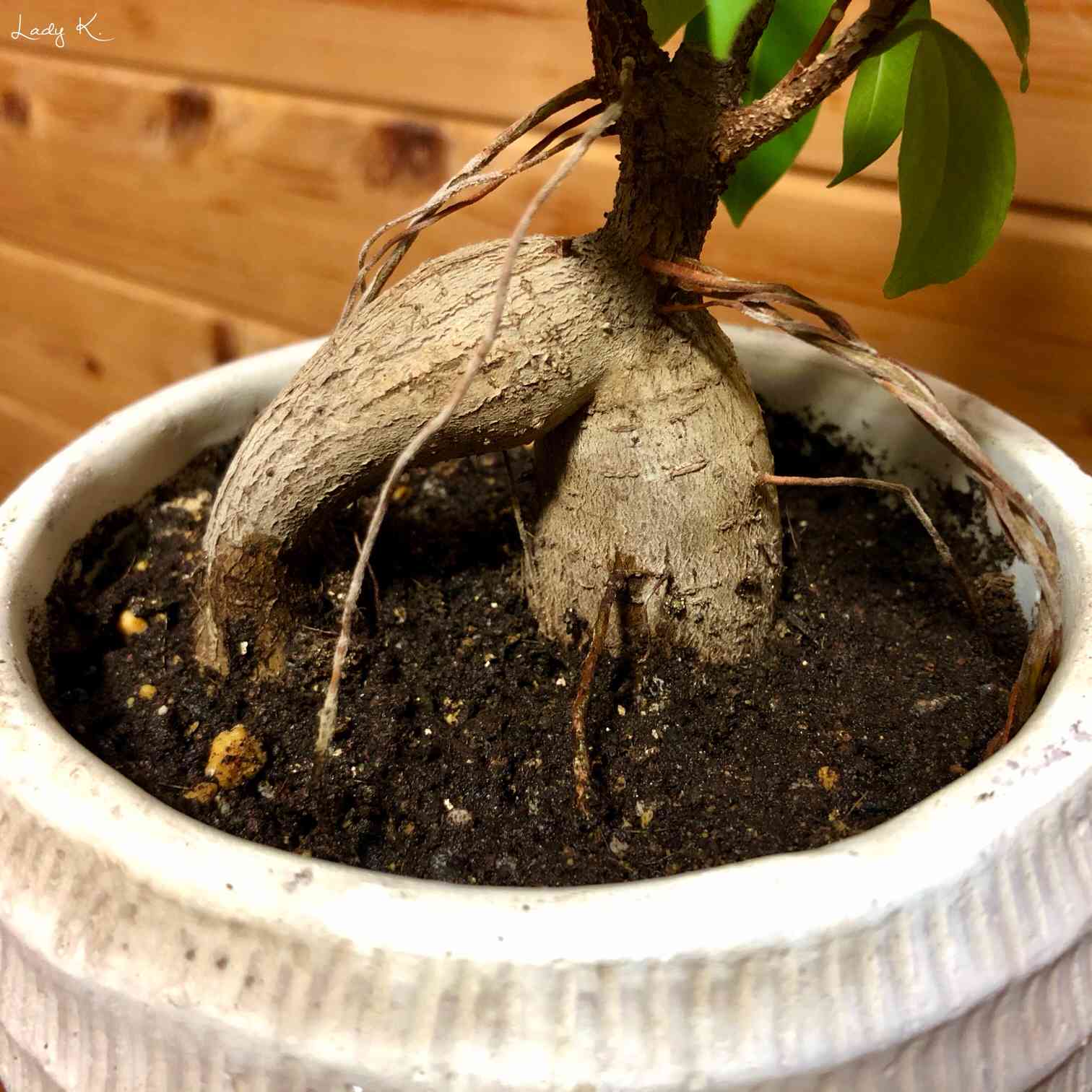 ガジュマルの植え替え｜🍀GreenSnap（グリーンスナップ）