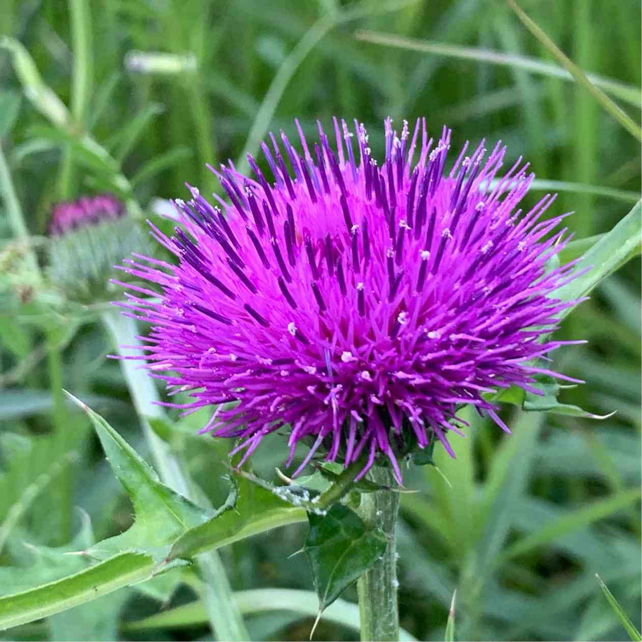 アザミの投稿画像 by Okavangoさん｜お出かけ先と春・大和路と紫