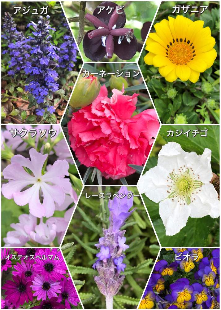 花のある暮らしの投稿画像 By Kwackyさん 家庭菜園奮闘日記とおうち園芸といろんな花と小さな庭と花のある暮らしと家庭菜園奮闘日記とおうち園芸 月4月24日 Greensnap グリーンスナップ Greensnap グリーンスナップ