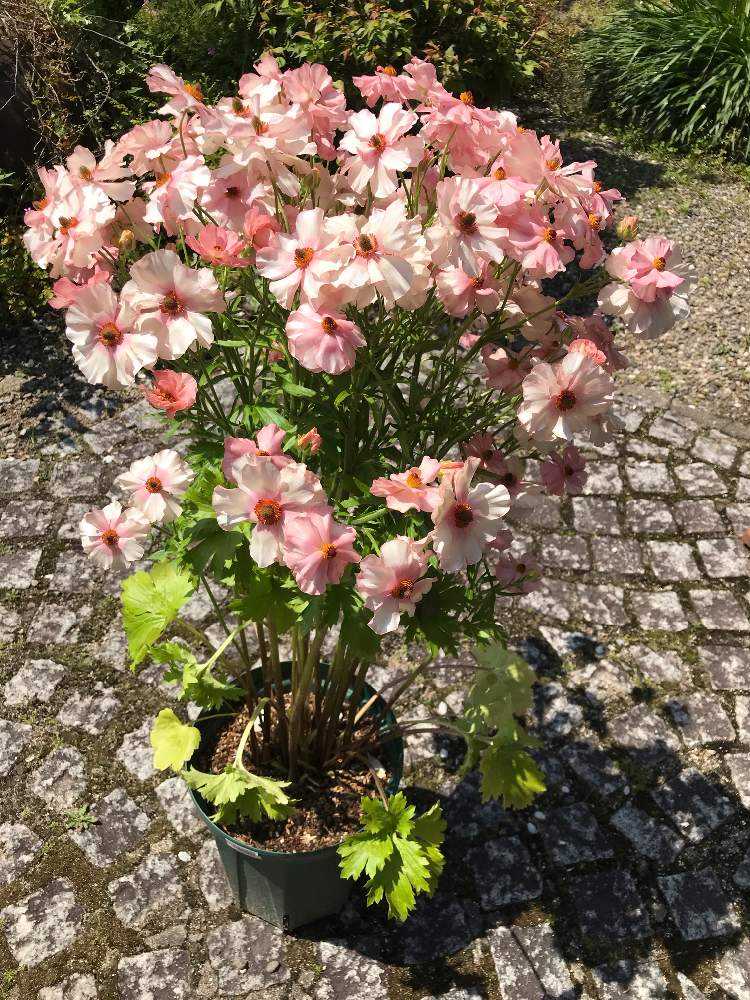 ラナンキュラス ラックス Greensnap グリーンスナップ