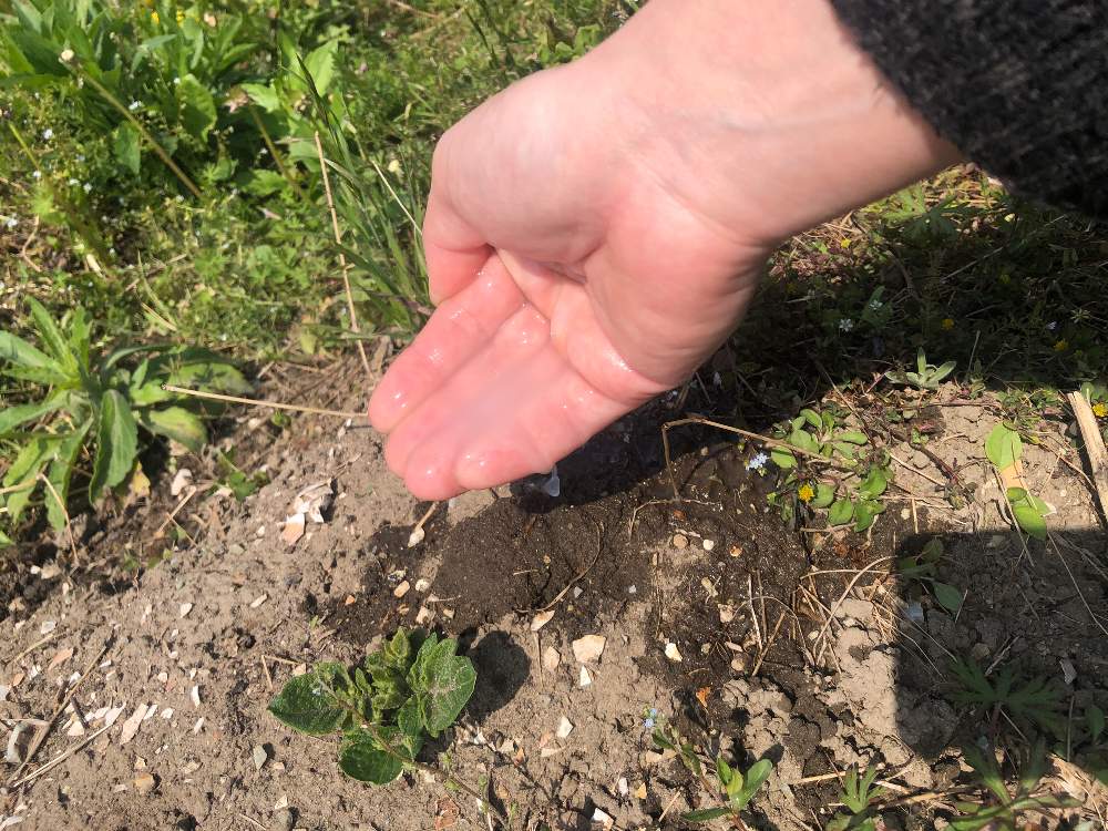 ジャガイモの投稿画像 By あすか所長さん じゃがいもの芽とおうちde菜園フォトコン 月4月24日 Greensnap グリーンスナップ