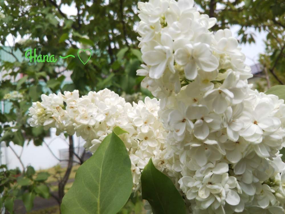 にわの草花の投稿画像 By 花minamoさん おうち園芸とありがとうとガーデニングと花のある暮らしと青空の下とライラック 白と香る花と白いはな 月4月24日 Greensnap グリーンスナップ