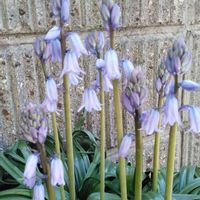 シラー,シラー・ｶﾝﾊﾟﾆｭﾗｰﾀ,鉢植え,ご縁に感謝,ベテラン乙女倶楽部の画像