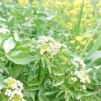 クレソンの花の投稿画像一覧 Greensnap グリーンスナップ