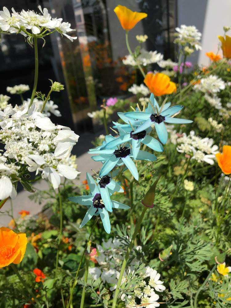 美しい水色の花 I Viridiflora開花まとめ Greensnap グリーンスナップ