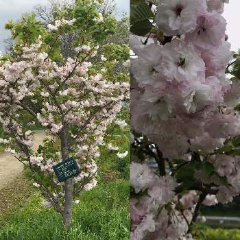 松月桜の画像 by あるくさん | お出かけ先と松月桜と河土手と公園と河原と街路樹と道端