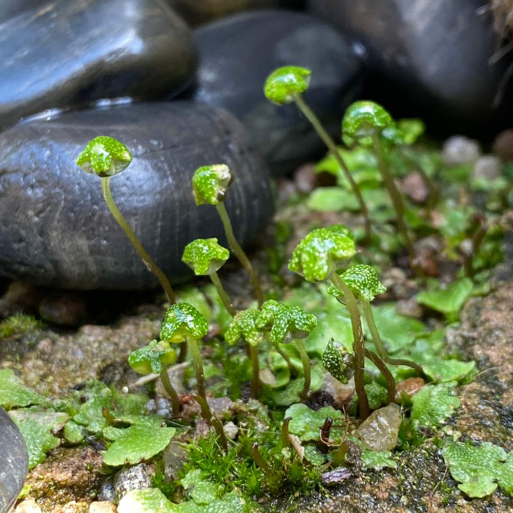 ジンガサゴケの投稿画像 By Kikuchixさん 小さな庭と繁殖力旺盛と苔 コケ と半日陰とシェードガーデンと雨が似合うと繁殖力旺盛と苔 コケ と半日陰とシェードガーデンと雨が似合う 月4月24日 Greensnap グリーンスナップ Greensnap グリーンスナップ