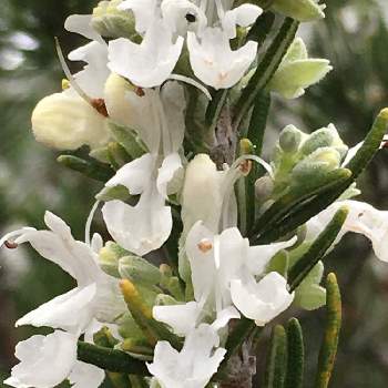 ローズマリー白のお花 の投稿画像一覧 Greensnap グリーンスナップ