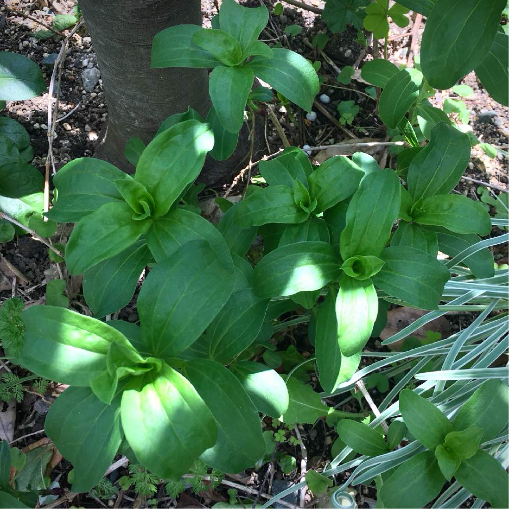 ソープワートの投稿画像 By Spaceさん サポナリアと小さな庭とハーブと八重咲きとおうち園芸とハーブと八重咲きとおうち園芸 月4月24日 Greensnap グリーンスナップ Greensnap グリーンスナップ