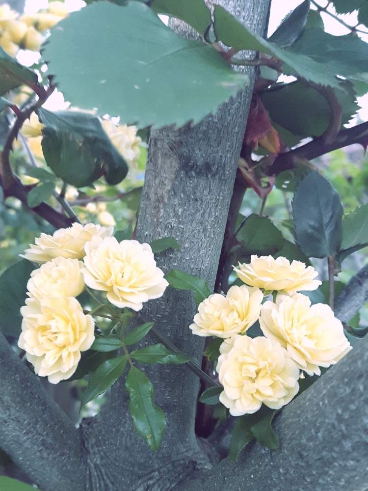 キモッコウバラの投稿画像 By バラリーナさん ばら バラ 薔薇と春先と半日陰とおうち園芸とツル性植物と花のある暮らしと成長中と水曜ローズショー 月4月24日 Greensnap グリーンスナップ