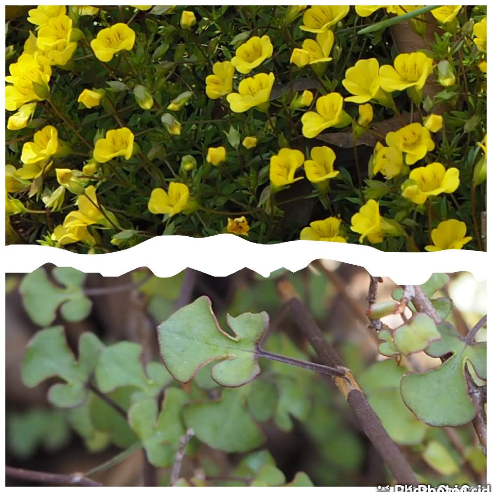 ワイヤープランツ スペードの投稿画像 By 目指せ 自慢の庭さん 私の庭の花と黄色い小花とグランドカバーと私のお庭と可愛い形 月4月24日 Greensnap グリーンスナップ