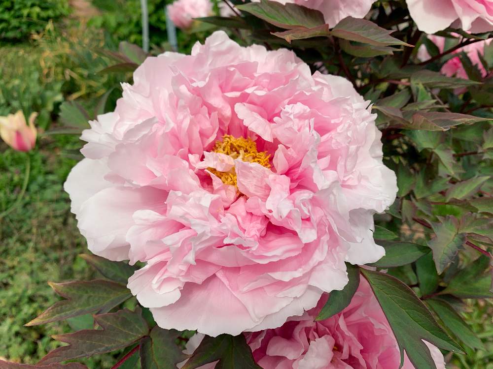 シャクヤクの投稿画像 By ぴすたちおさん 春のお花ともふもふとピンクの花と4月とおうち園芸と清楚なお花と美しいとピンクとflowerと4月の花 とフリフリと可愛いと花のある暮らしとボタン科ときれいとふわふわと もこもこと綺麗なお花 月4月24日 Greensnap