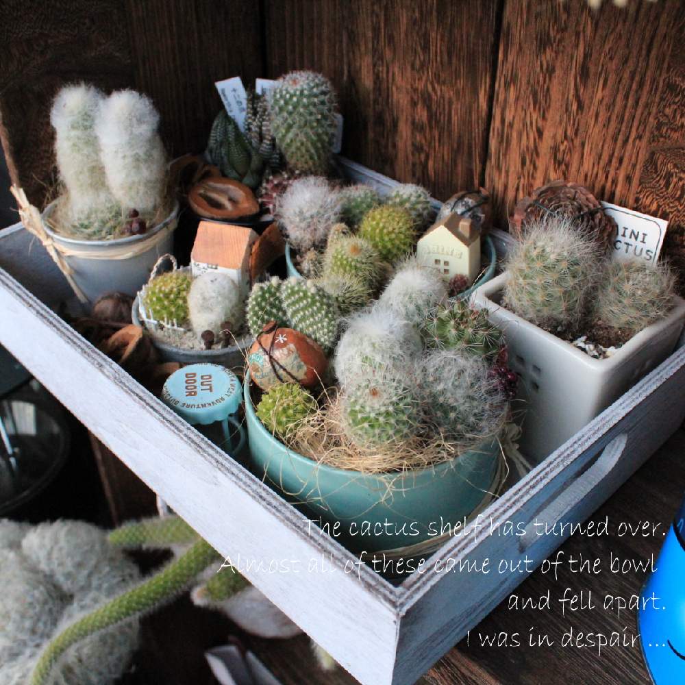 サボテンの寄せ植えの投稿画像 By かどさん サボテン とうさみみ 月4月24日 Greensnap グリーンスナップ