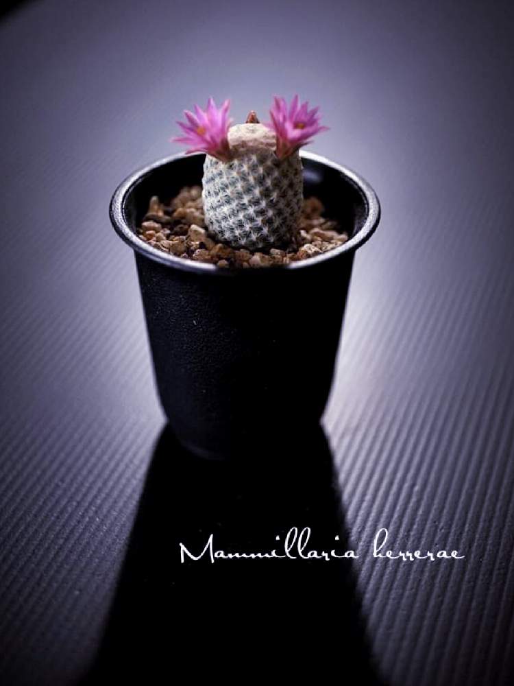 白鳥の投稿画像 By Nobuさん 開花中とサボテン科とトゲトゲと白鳥 マミラリアとトゲトゲ好きとサボテンコレクション 月4月24日 Greensnap グリーンスナップ