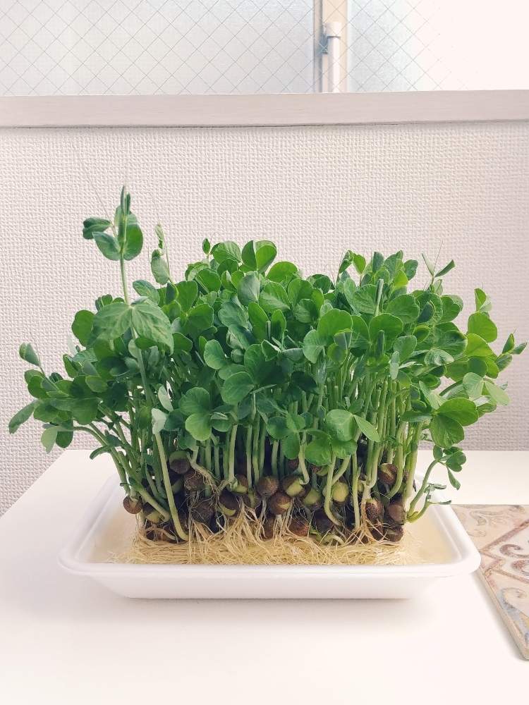 豆苗の投稿画像 By Umiriさん えんどう豆と水耕栽培と水栽培とリボベジと窓辺と水耕栽培と水栽培とリボベジ 月4月24日 Greensnap グリーンスナップ Greensnap グリーンスナップ