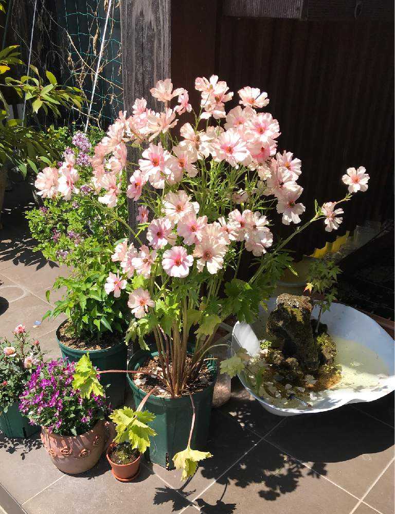 ラナンキュラス ラックス Greensnap グリーンスナップ