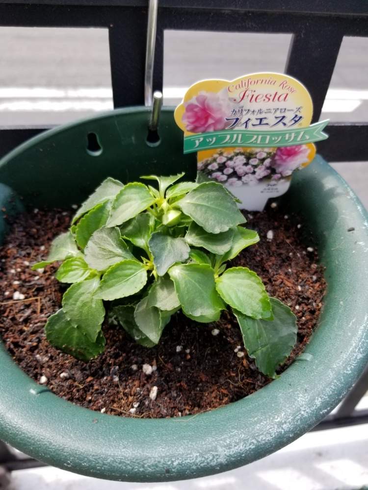 カリフォルニアローズ フィエスタ アップルブロッサムの投稿画像 By Hhh さん 玄関とカリフォルニアローズ とフィエスタアップルブロッサム とおうち園芸と開花が待ち遠しいと花のある暮らしと楽しみ と晴天とカリフォルニアローズ とフィエスタアップルブロッサムと