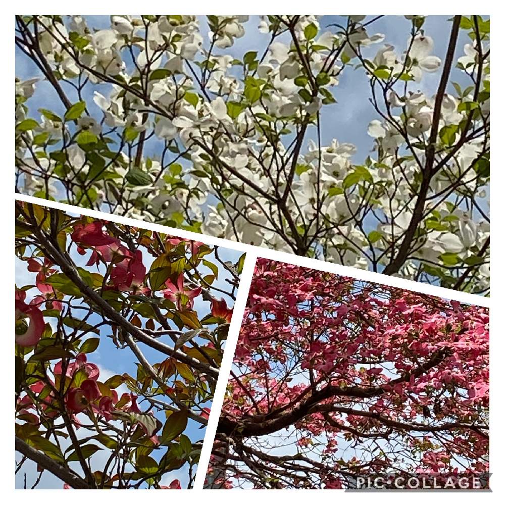綺麗な空の投稿画像 By ノエルさん 可愛い花と春がきた と癒しの花と ハナミズキ 月4月24日 Greensnap グリーンスナップ
