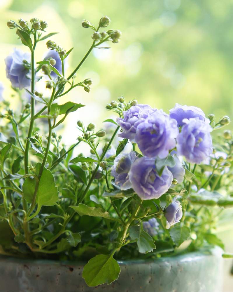 カンパニュラの投稿画像 By Norimmekkoさん カンパニュラ ブルーワンダーとお花を楽しむと薄紫色の花とstay Home With Flowersと癒しとweekend Flower アンバサダーと可愛い花と花のある生活とカンパニュラ と元気をありがとうと今日のお花と八重咲きと暮らしに花をと