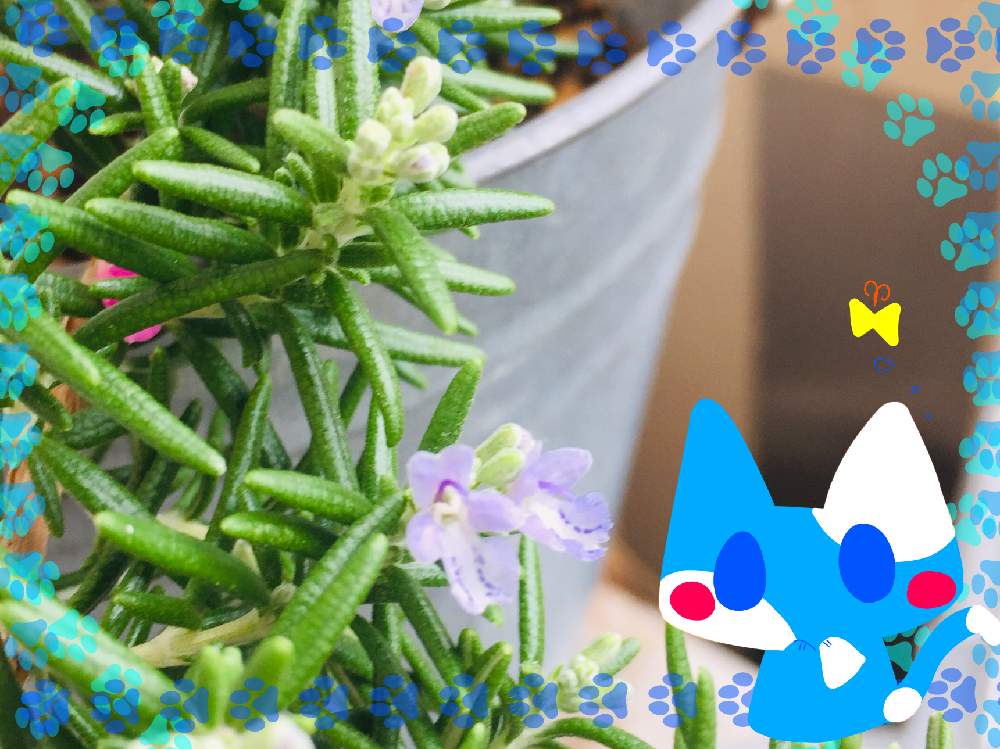 ローズマリーの投稿画像 By みんそら さん ローズマリーの花とローズマリー とイラストとソラちゃん とgs映えと今日のお花とiphone撮影 月4月24日 Greensnap グリーンスナップ