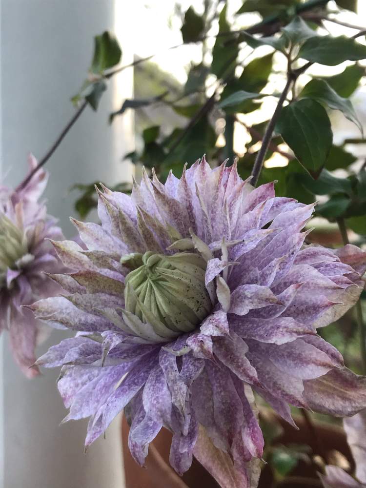 クレマチス 水面の妖精の投稿画像 By Mamyさん 小さな庭とガーデンとナチュラルが好きとgs映えと花のある暮らしとシャビーシックとノスタルジックとガーデンとナチュラルが好きとgs映えと花のある暮らしとシャビーシックとノスタルジック 月4月24日 Greensnap クレマチス 水面の妖精の投稿画像 By Mamyさん 小さな庭とガーデンとナチュラルが好きとgs映えと花のある暮らしとシャビーシックとノスタルジックとガーデンとナチュラルが好きとgs映えと花のある暮らしとシャビーシックとノスタルジック 月4月24日 Greensnap