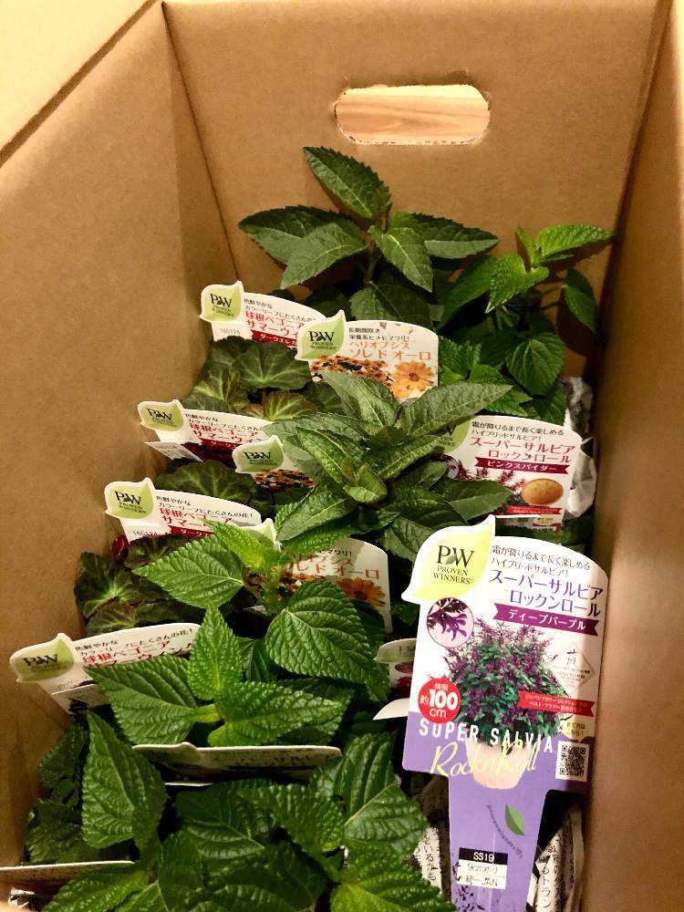 園芸ネットの投稿画像 By Jayhawkerさん おうち園芸 フォトコンテストとpwフォトコンと植中毒ファンタジーと買っちゃった劇場とオラは買っちまっただ 月4月24日 Greensnap グリーンスナップ