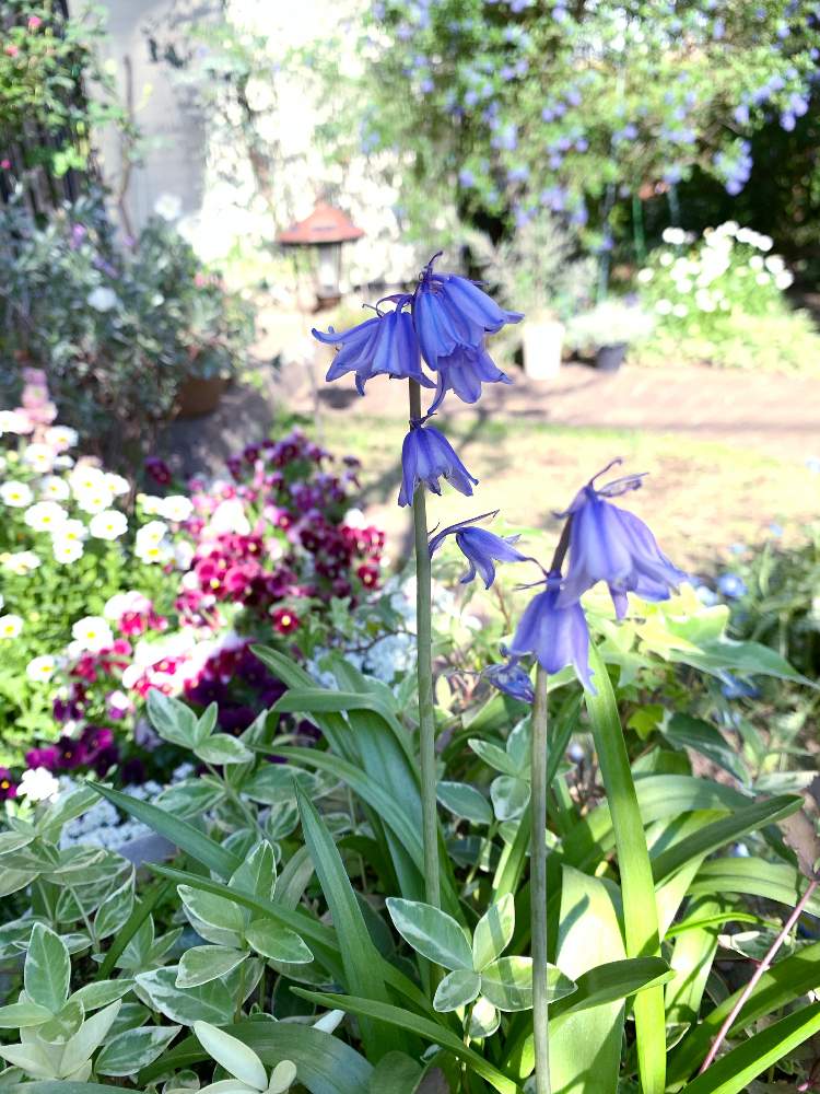 シラーカンパニュラータの投稿画像 By Tamagopanさん 可愛い小さい花とシラー カンパニュラータ とお庭の花たちと花のある暮らしと青い花マニアと植えっぱなし球根 月4月24日 Greensnap グリーンスナップ
