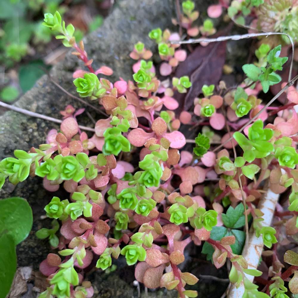 多肉植物の投稿画像 By ちゃし さん ガーデニングと雑草セダム 月4月24日 Greensnap グリーンスナップ