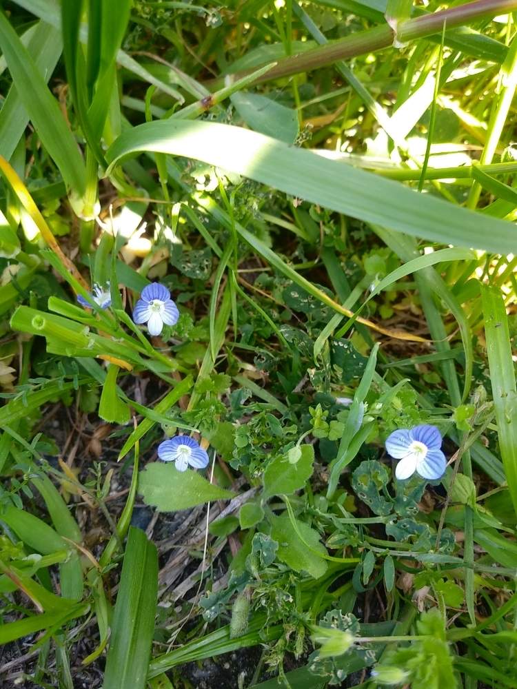 オオイヌノフグリの投稿画像 By ひらりんさん 楽しく自粛と土手と可愛いと青いと小さい花と名前確認とさんぽ 月4月24日 Greensnap グリーンスナップ
