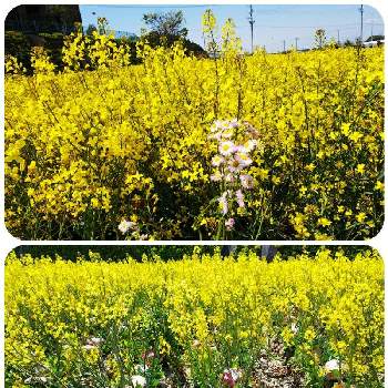 キャベツの花 の投稿画像一覧 Greensnap グリーンスナップ