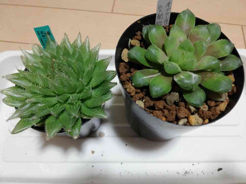 多肉植物 羽衣 抜き苗 （羽衣 TKK132 ハオルチア 多肉植物）