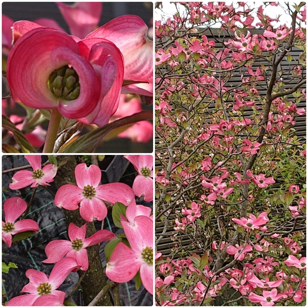 ピンクの花の投稿画像 By If さん 樹木と癒されますとおうち園芸と春の花 と花のある暮らし 月4月24日 Greensnap グリーンスナップ