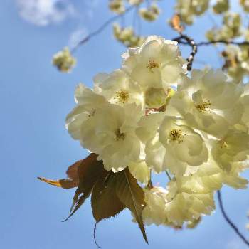 桜の花びら散る前にの投稿画像一覧 Greensnap グリーンスナップ